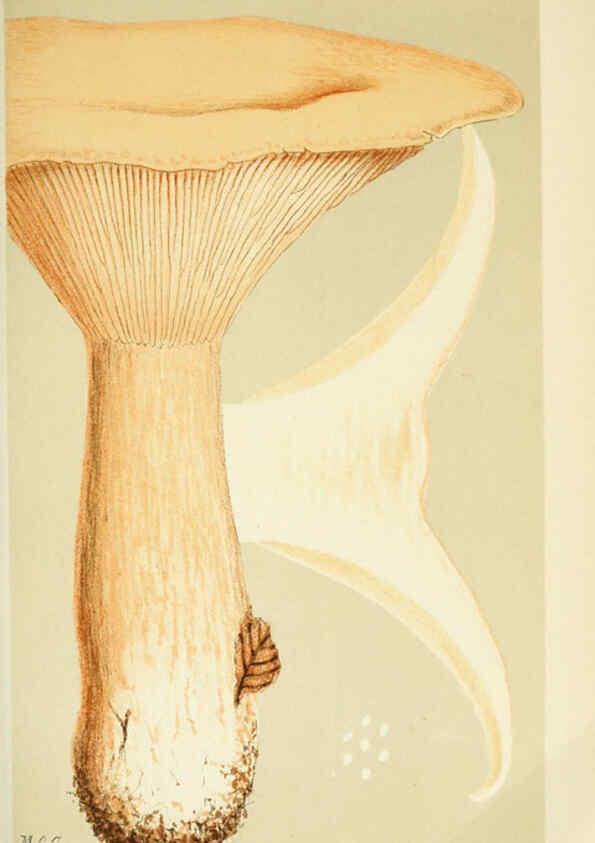 Reproducción/Reproduction 6056192802: Illustrations of British fungi (Hymenomycetes) London,Williams and Norgate,1881-91