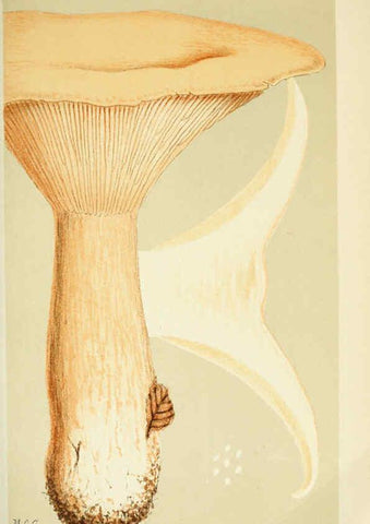Reproducción/Reproduction 6056192802: Illustrations of British fungi (Hymenomycetes) London,Williams and Norgate,1881-91