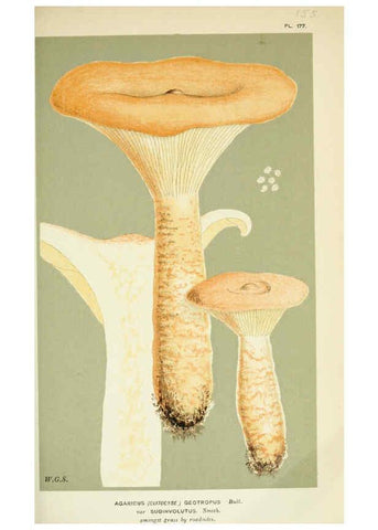 Reproducción/Reproduction 6056193022: Illustrations of British fungi (Hymenomycetes) London,Williams and Norgate,1881-91