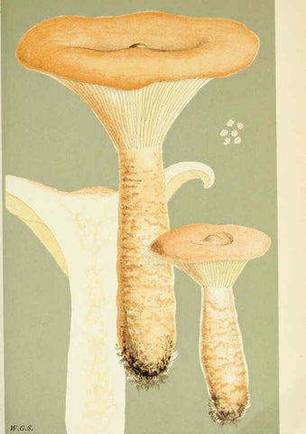 Reproducción/Reproduction 6056193022: Illustrations of British fungi (Hymenomycetes) London,Williams and Norgate,1881-91