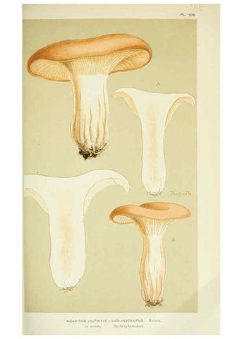 Reproducción/Reproduction 6056193200: Illustrations of British fungi (Hymenomycetes) London,Williams and Norgate,1881-91