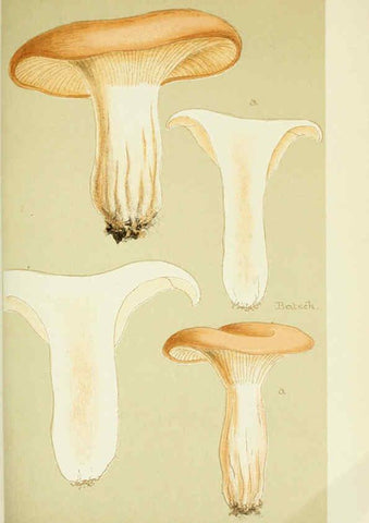 Reproducción/Reproduction 6056193200: Illustrations of British fungi (Hymenomycetes) London,Williams and Norgate,1881-91