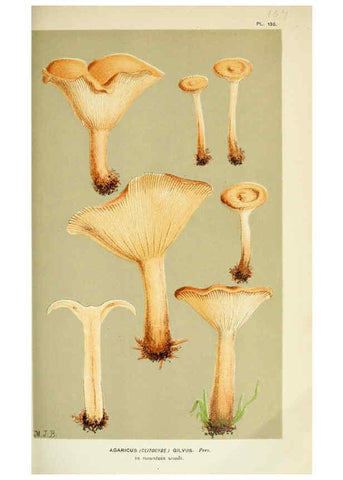 Reproducción/Reproduction 6055646597: Illustrations of British fungi (Hymenomycetes) London,Williams and Norgate,1881-91