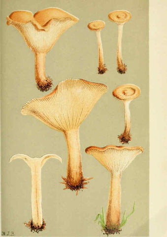 Reproducción/Reproduction 6055646597: Illustrations of British fungi (Hymenomycetes) London,Williams and Norgate,1881-91
