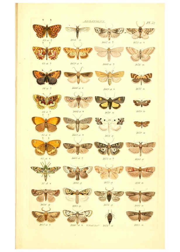 Reproducción/Reproduction 6056147096: Index entomologicus London :William Wood,1839