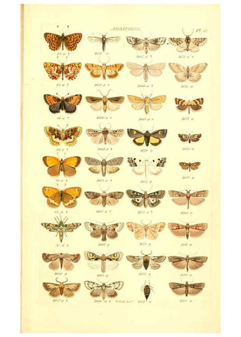 Reproducción/Reproduction 6056147096: Index entomologicus London :William Wood,1839
