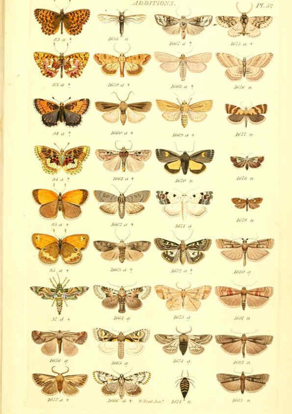 Reproducción/Reproduction 6056147096: Index entomologicus London :William Wood,1839