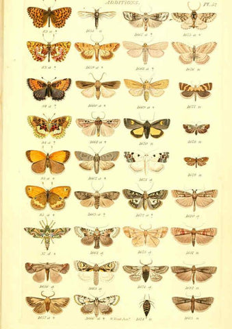 Reproducción/Reproduction 6056147096: Index entomologicus London :William Wood,1839