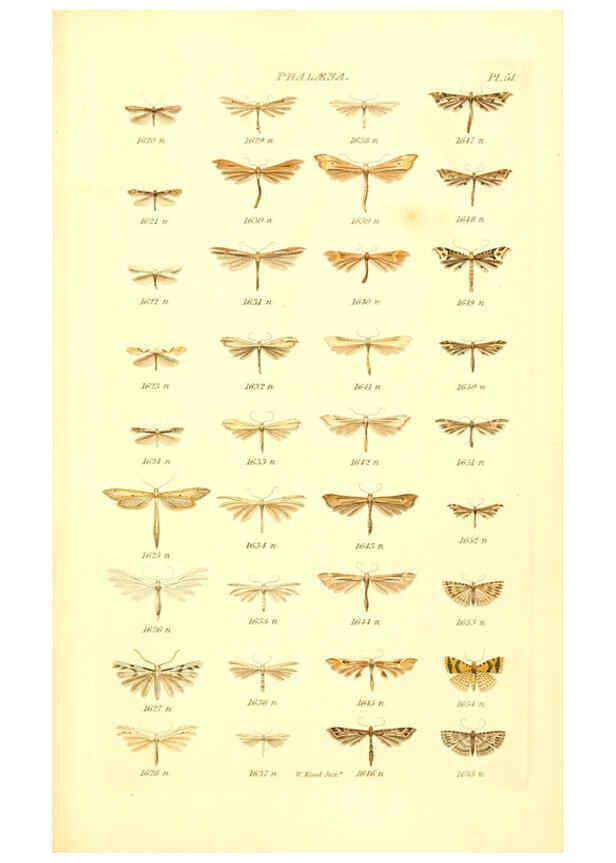 Reproducción/Reproduction 6055600145: Index entomologicus London :William Wood,1839