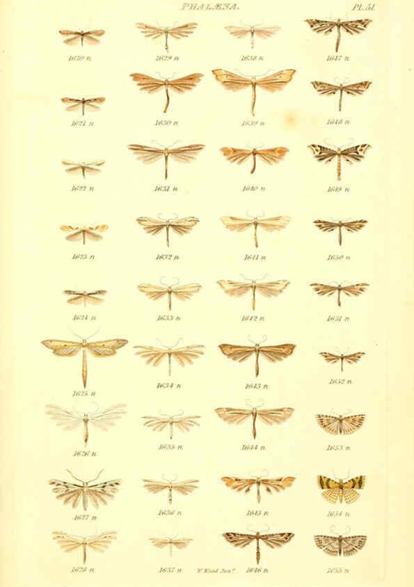 Reproducción/Reproduction 6055600145: Index entomologicus London :William Wood,1839