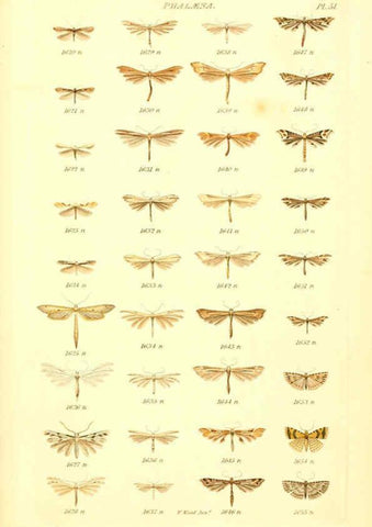 Reproducción/Reproduction 6055600145: Index entomologicus London :William Wood,1839