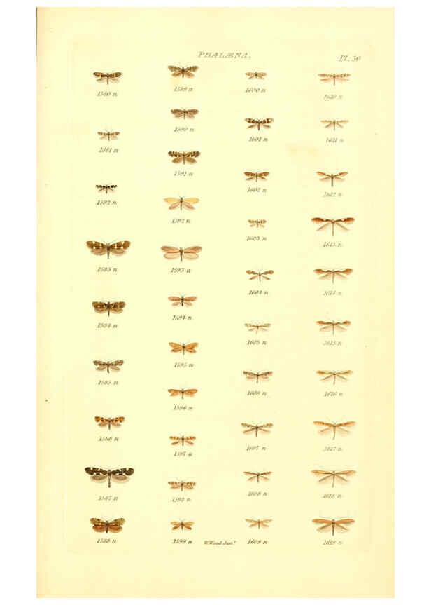 Reproducción/Reproduction 6056146574: Index entomologicus London :William Wood,1839