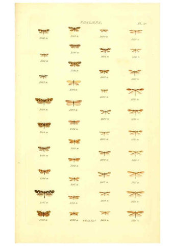 Reproducción/Reproduction 6056146574: Index entomologicus London :William Wood,1839