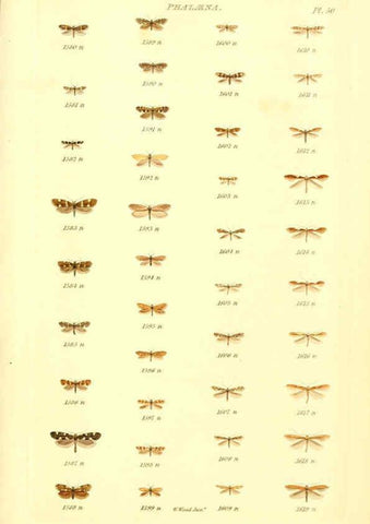 Reproducción/Reproduction 6056146574: Index entomologicus London :William Wood,1839