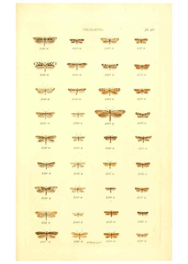 Reproducción/Reproduction 6055599585: Index entomologicus London :William Wood,1839
