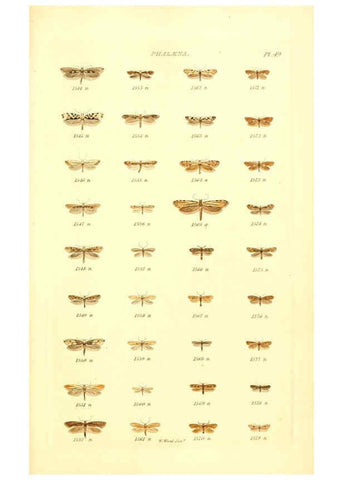 Reproducción/Reproduction 6055599585: Index entomologicus London :William Wood,1839