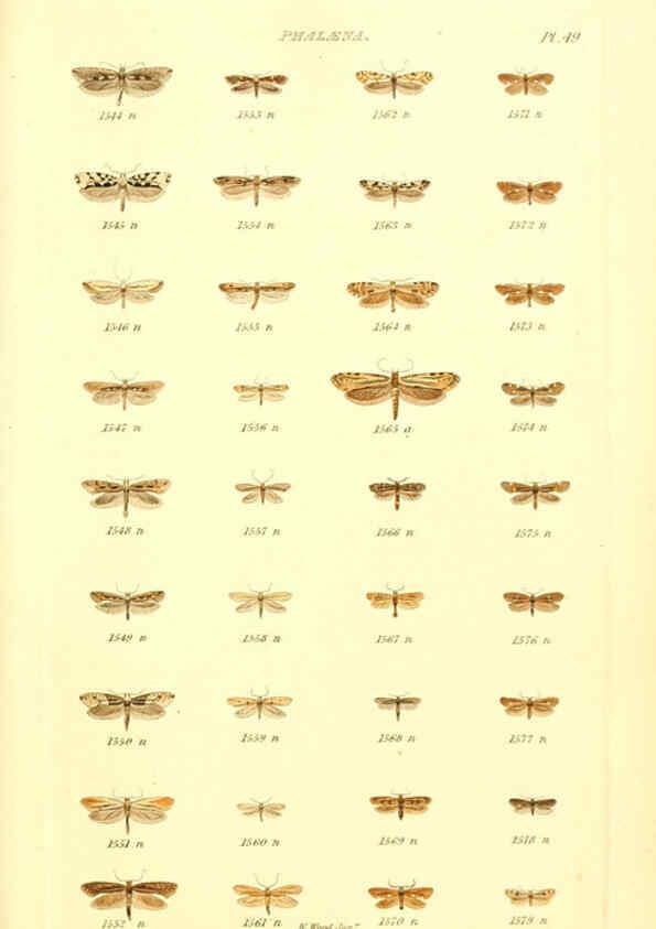 Reproducción/Reproduction 6055599585: Index entomologicus London :William Wood,1839