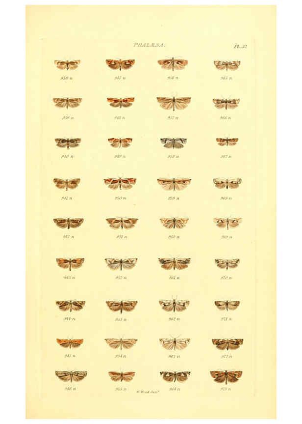 Reproducción/Reproduction 6055595223: Index entomologicus London :William Wood,1839