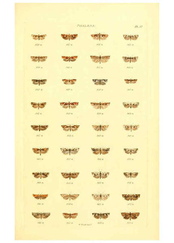 Reproducción/Reproduction 6055595223: Index entomologicus London :William Wood,1839