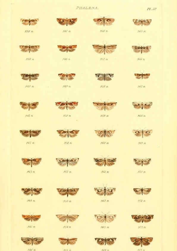 Reproducción/Reproduction 6055595223: Index entomologicus London :William Wood,1839
