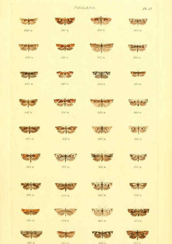 Reproducción/Reproduction 6055595223: Index entomologicus London :William Wood,1839