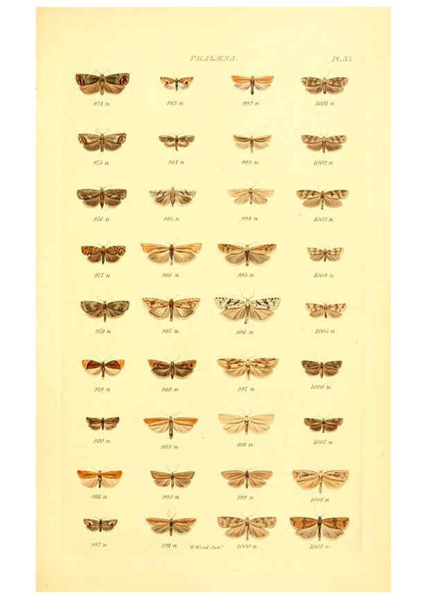 Reproducción/Reproduction 6055595465: Index entomologicus London :William Wood,1839