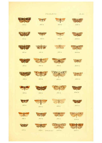 Reproducción/Reproduction 6055595465: Index entomologicus London :William Wood,1839