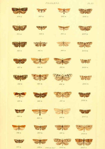 Reproducción/Reproduction 6055595465: Index entomologicus London :William Wood,1839