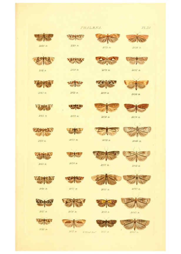 Reproducción/Reproduction 6056142230: Index entomologicus London :William Wood,1839