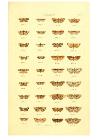 Reproducción/Reproduction 6056142230: Index entomologicus London :William Wood,1839