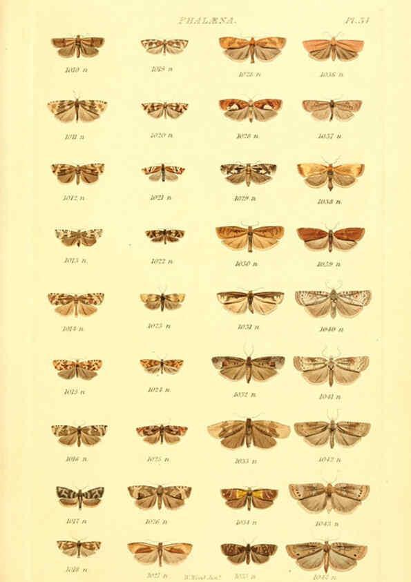 Reproducción/Reproduction 6056142230: Index entomologicus London :William Wood,1839
