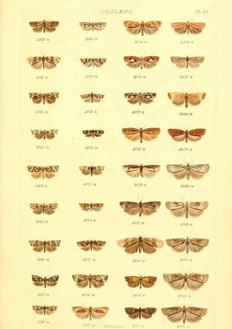 Reproducción/Reproduction 6056142230: Index entomologicus London :William Wood,1839