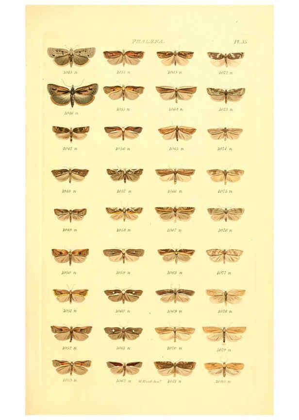 Reproducción/Reproduction 6056142450: Index entomologicus London :William Wood,1839