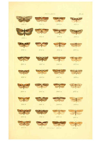 Reproducción/Reproduction 6056142450: Index entomologicus London :William Wood,1839