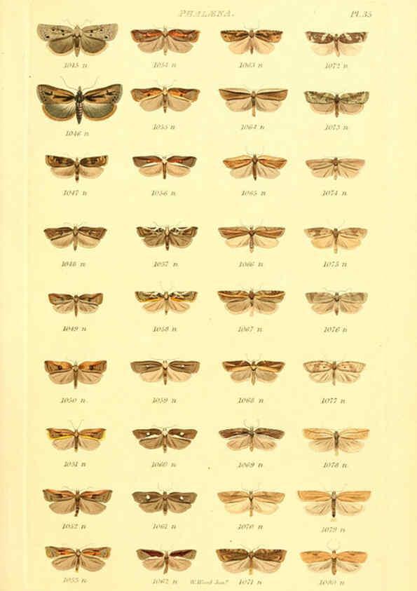 Reproducción/Reproduction 6056142450: Index entomologicus London :William Wood,1839