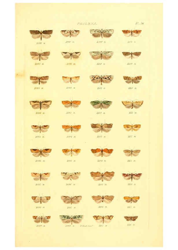 Reproducción/Reproduction 6055596153: Index entomologicus London :William Wood,1839
