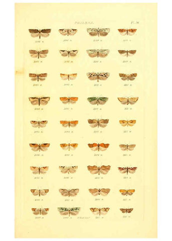Reproducción/Reproduction 6055596153: Index entomologicus London :William Wood,1839