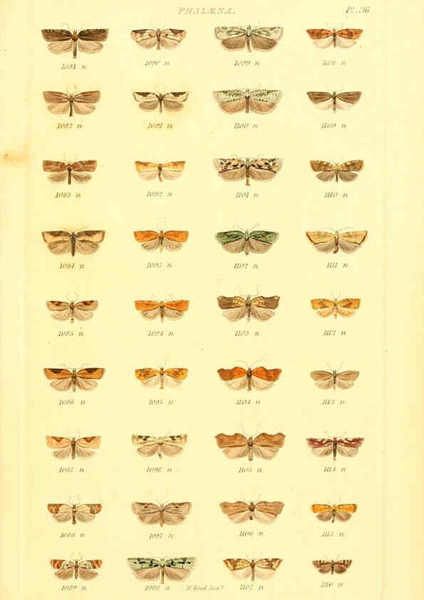 Reproducción/Reproduction 6055596153: Index entomologicus London :William Wood,1839
