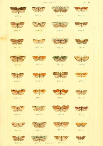 Reproducción/Reproduction 6055596153: Index entomologicus London :William Wood,1839