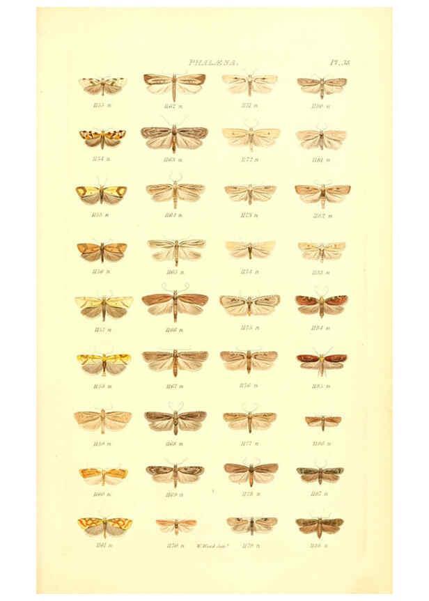 Reproducción/Reproduction 6055596721: Index entomologicus London :William Wood,1839