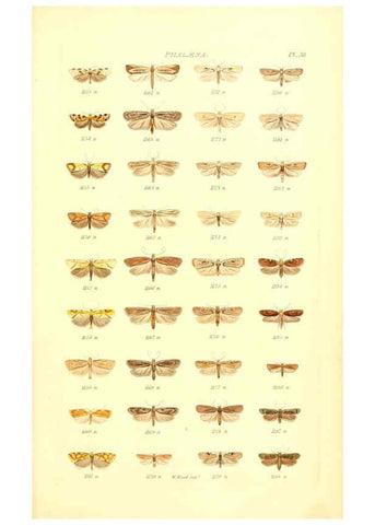Reproducción/Reproduction 6055596721: Index entomologicus London :William Wood,1839
