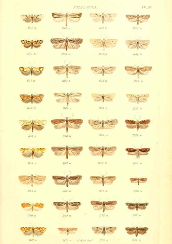 Reproducción/Reproduction 6055596721: Index entomologicus London :William Wood,1839