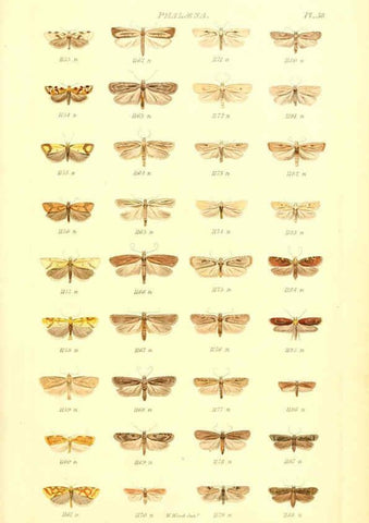 Reproducción/Reproduction 6055596721: Index entomologicus London :William Wood,1839