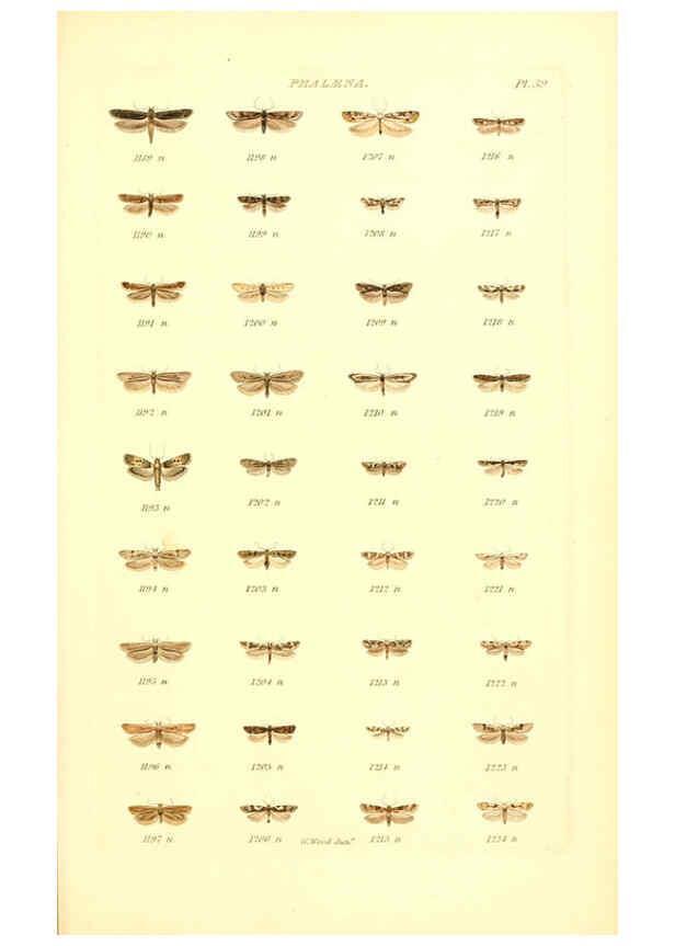 Reproducción/Reproduction 6055596983: Index entomologicus London :William Wood,1839