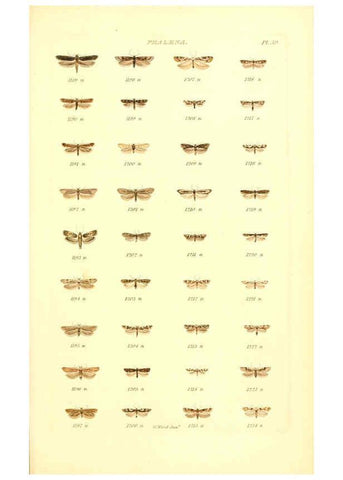 Reproducción/Reproduction 6055596983: Index entomologicus London :William Wood,1839