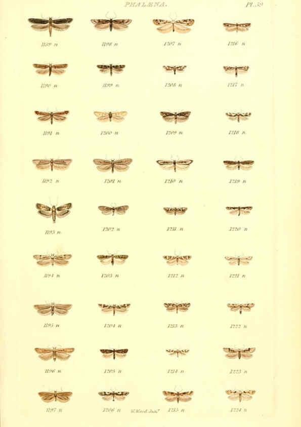 Reproducción/Reproduction 6055596983: Index entomologicus London :William Wood,1839