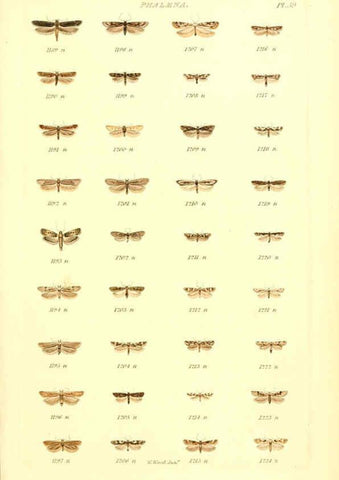 Reproducción/Reproduction 6055596983: Index entomologicus London :William Wood,1839