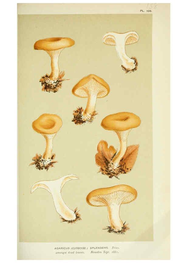 Reproducción/Reproduction 6056193590: Illustrations of British fungi (Hymenomycetes) London,Williams and Norgate,1881-91