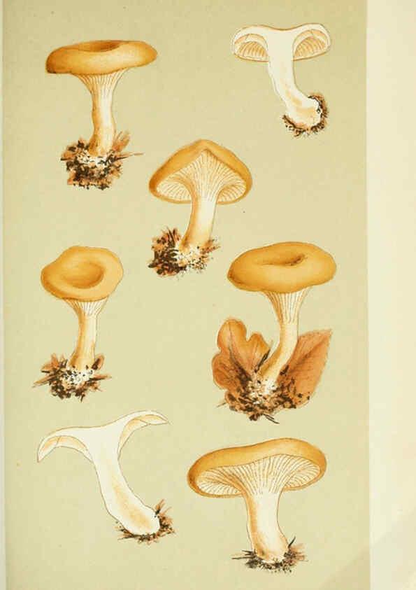 Reproducción/Reproduction 6056193590: Illustrations of British fungi (Hymenomycetes) London,Williams and Norgate,1881-91