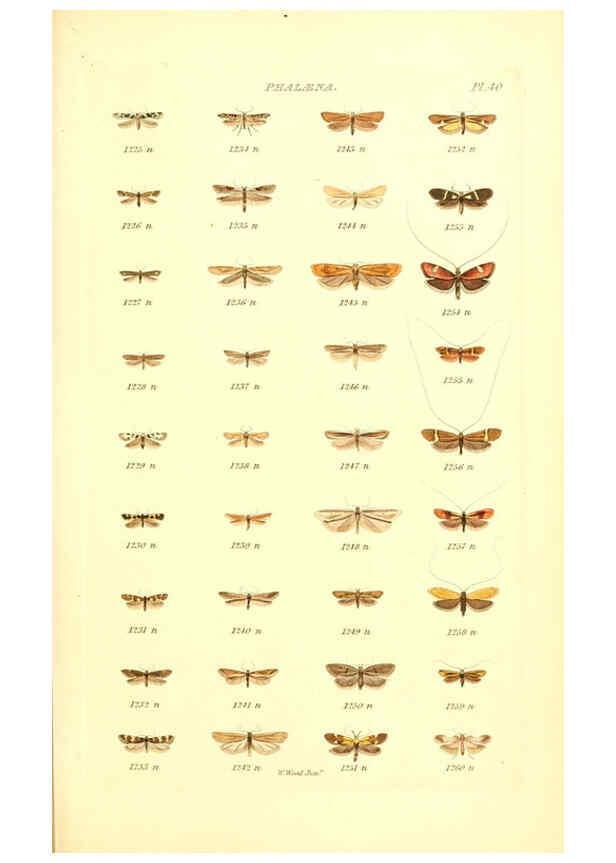Reproducción/Reproduction 6055597165: Index entomologicus London :William Wood,1839